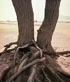 Jed Bacason - VIII. WISDOM جيد باكاسون 8. حكمة 2023 
