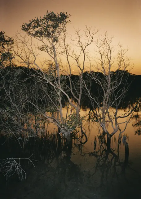 Preschelle Ann Bigueras - Jubail Mangroves at Sunset بريشيل آن بيغيراس أشجار القرم في الجبيل عند الغروب 2022 