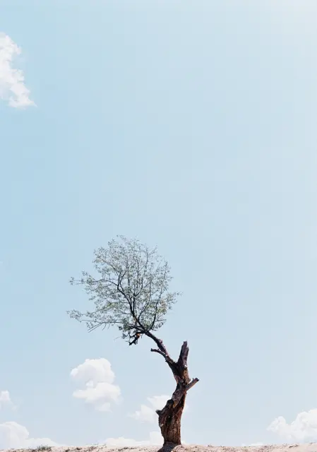 Preschelle Ann Bigueras - Chimgan Tree بريشيل آن بيغيراس شجرة تشيمغان 2024 