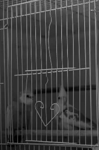Redha Al Hammad - Love Birds رضا الحماد طيور الحب 2025 