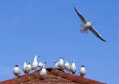 Amin Idris - The Creek Watchers أمين إدريس مراقبو الخور 2023 